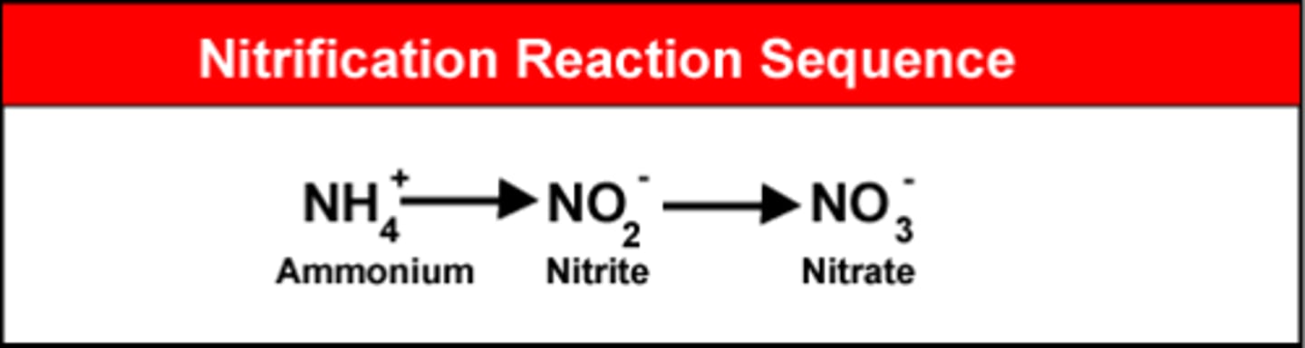 <p>Ammonia -&gt;NO2 (nitrite) -&gt; NO3 (Nitrate) by bacteria</p>