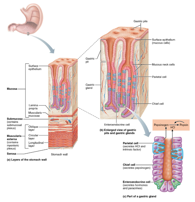 <ul><li><p>is modified </p></li><li><p>Three layers of smooth muscle</p></li><li><p>Circular, longitudinal &amp; inner oblique layer allows stomach to churn, mix, move &amp; physically break down food</p></li></ul><p></p>