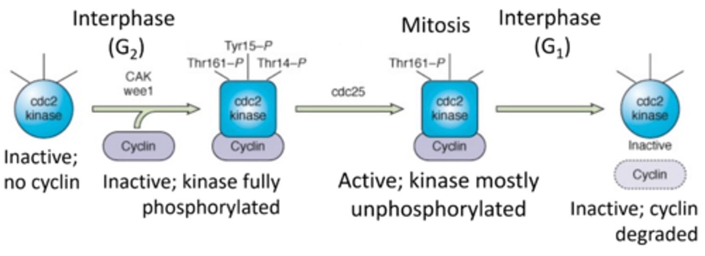 <p>- positive regulation by cyclin protein levels</p><p>- inhibitory phosphorylation of the kinase subunit</p>