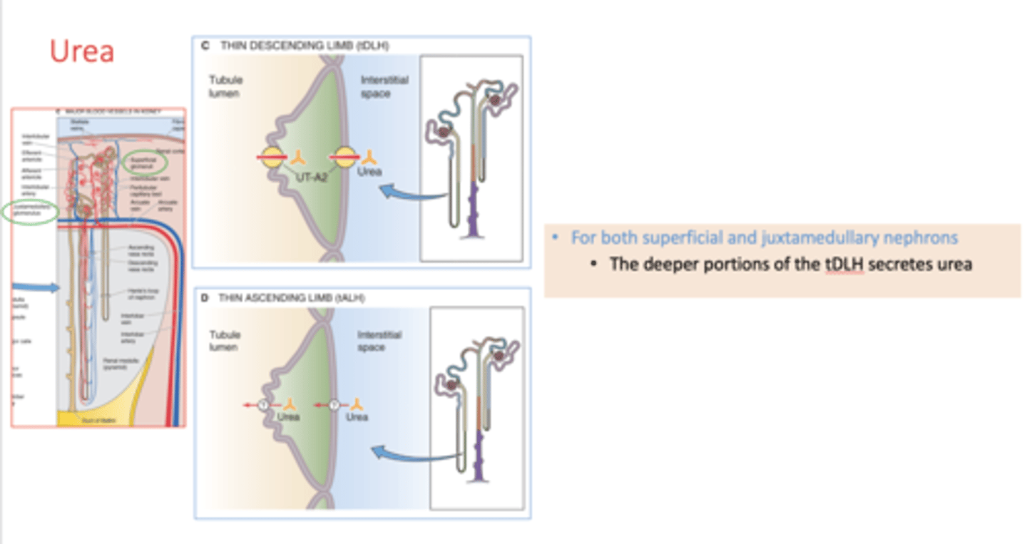 <p>thin descending loop of Henle</p>