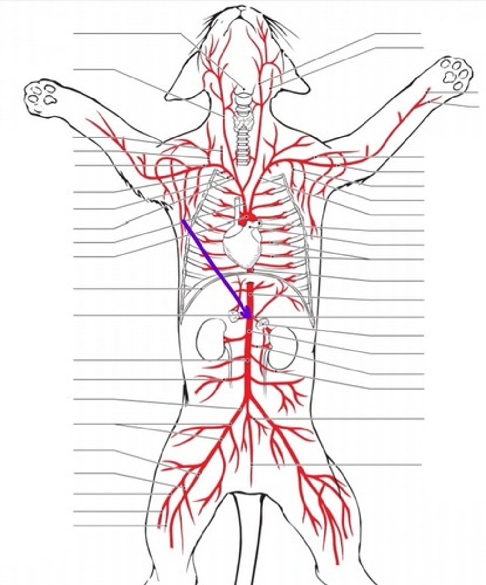 <p>identify the artery</p>