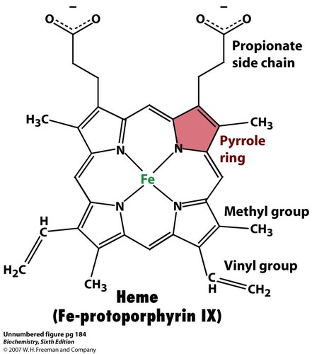 <p>dimer of dimers</p><p>O2 binds to Fe on top and use 2nd distal histidine to stabilize the O2 to prevent Superoxide release</p>