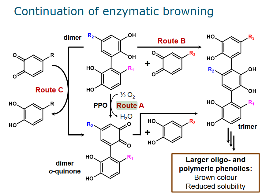 <ul><li><p>Route A: PPO acts on the dimer to form a dimer ortho-quinone</p></li><li><p>Route C: Coupled oxidation, meaning that an oxidized compound is reduced at cost of oxidizing another compound. This too forms dimer ortho-quinone</p><ul><li><p>This can be coupled to route A, where a dimer is oxidized to a dimer ortho-quinone</p></li></ul></li><li><p>The dimer o-quinone (no matter how it is formed) is turned into a trimer</p></li><li><p>Route B: o-quinone reacts directly with a dimer to form a trimer</p></li></ul><p></p><p>The larger = more color and reduced solubility</p><p></p>