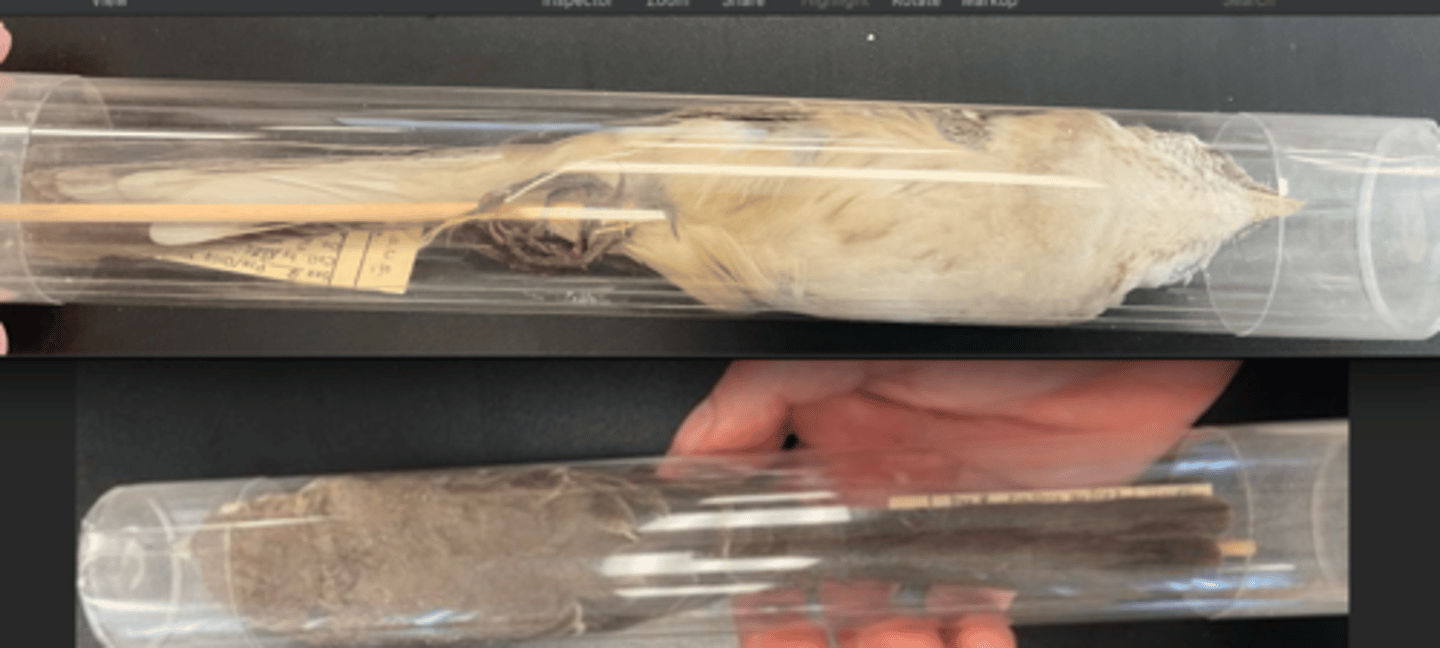 <p>DIET</p><p>- Omnivorous (both plants and animals)</p><p>---------------------------</p><p>BEAK</p><p>- long thin bill</p><p>- slim </p><p>- small downward curve</p><p>---------------------------</p><p>FOOT MORPHOLOGY</p><p>- Anisodactyl</p>