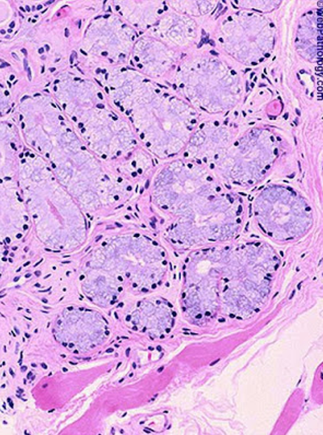 <p>Where are<strong> Cowper’s glands</strong> located?</p>