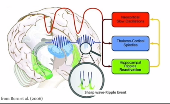 <ul><li><p>Mensen die <strong>meer slaapspoeltjes</strong> hebben → beter geheugen na slaap</p></li></ul><ul><li><p><strong>Meer diepe slaap (SWS)</strong> → beter geheugen</p></li><li><p><strong>Sterkere trage oscillaties</strong> → beter geheugen</p></li></ul><p></p><p>swarp-wave ripples : ratten <strong>onderbreekt</strong>, <strong>vergeten</strong> ze wat ze vóór de slaap hebben geleerd</p><p>Slaapspoeltjes (sleep spindles)</p><p><strong>Trage oscillaties</strong></p><ul><li><p>Wanneer je deze ritmes bij mensen <strong>versterkt » </strong><br>→ Presteren mensen <strong>beter op geheugentests</strong> na de slaap<br>→ Dus trage oscillaties <strong>helpen actief</strong> bij consolidatie</p></li></ul><p></p><p></p><p>neocortical behoorlijk synchrone corticale staat verandering van stille fase zonder vuren naar actieve fase met vuren</p><p>depol komen vooral die rippels voor</p><p>en in die depol komen vaak hippocampal ripples vor</p><p>framework voor synaptische versterking</p>