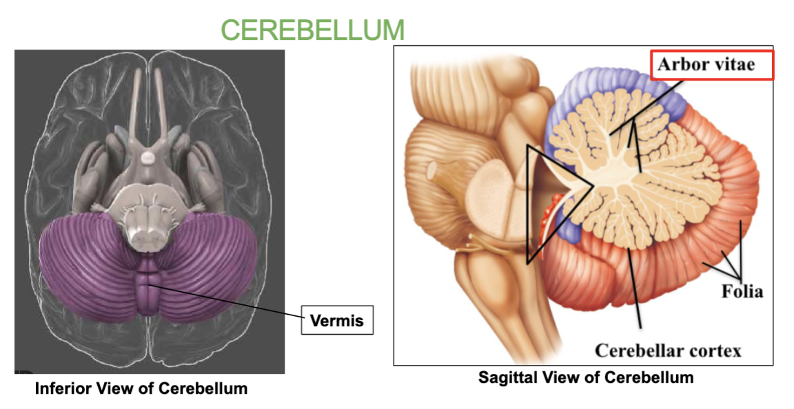 <p>the tree-like pattern inside the <strong>Cerebellum.</strong></p>