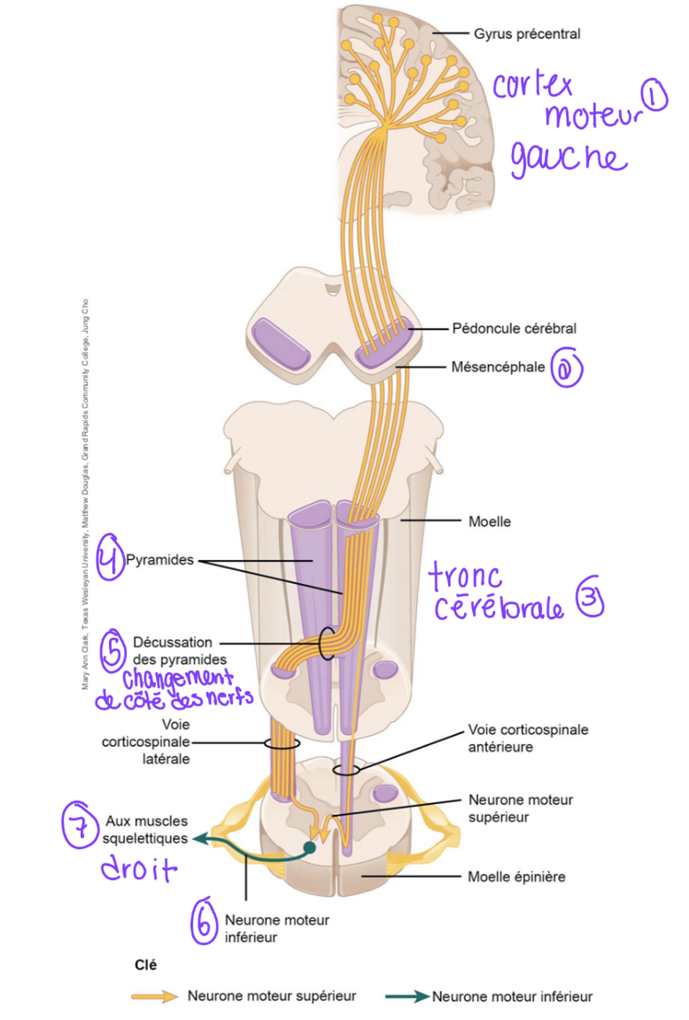 <p>Car le faisceau corticospinal forme les pyramides bulbaires (substance blanche) sur la face ventrale de la moelle → voir étape 4&nbsp;</p>