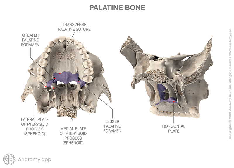 <p>Two bones in upper jaw, forming roof of mouth/hard palate</p>