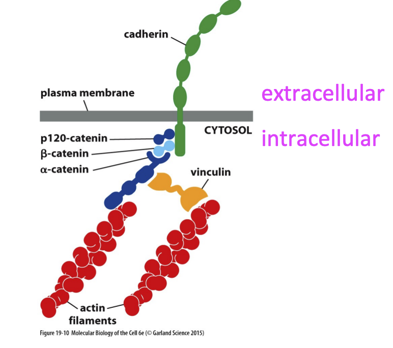 <p>connects actin filament bundle in one cell with that in the next cell</p><p></p>