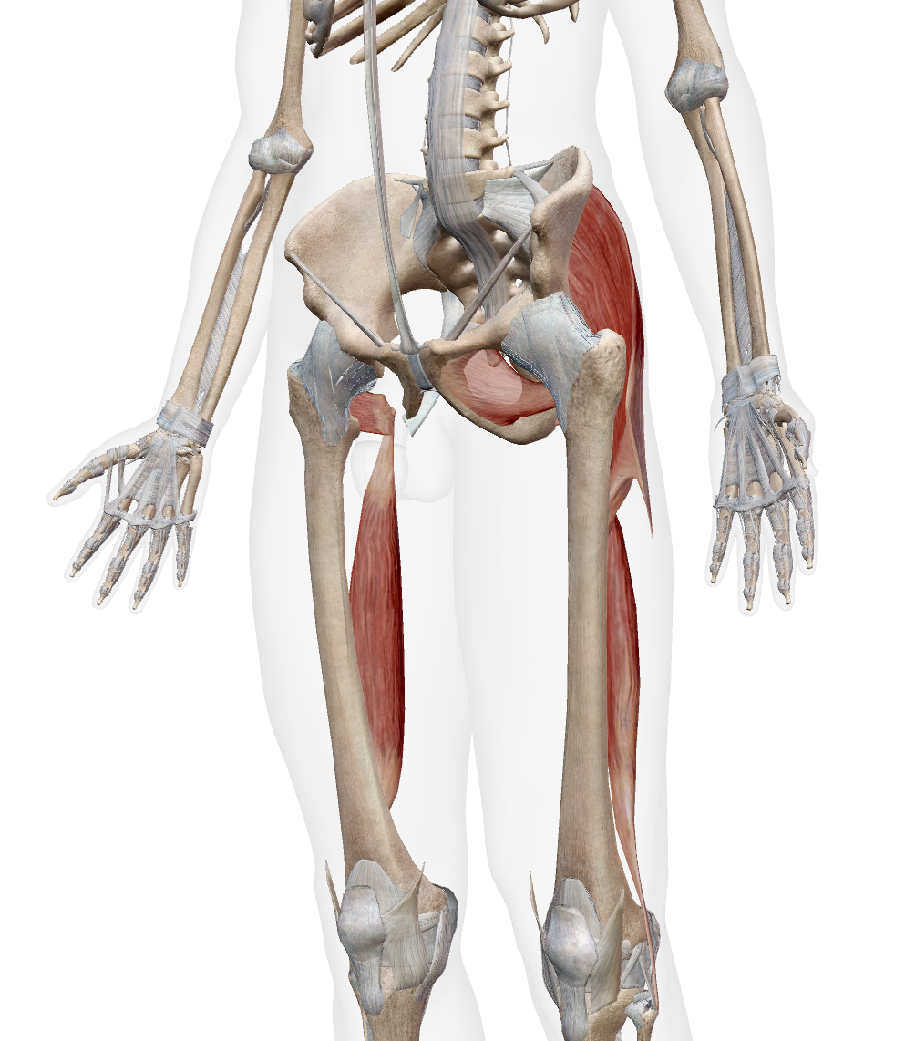 <ul><li><p>LH of Biceps Femoris</p></li><li><p>Gluteus Maximus (inferior/posterior fibers)</p></li><li><p>Quadratus Femoris</p></li><li><p>Obturator Externus</p></li></ul><p></p>