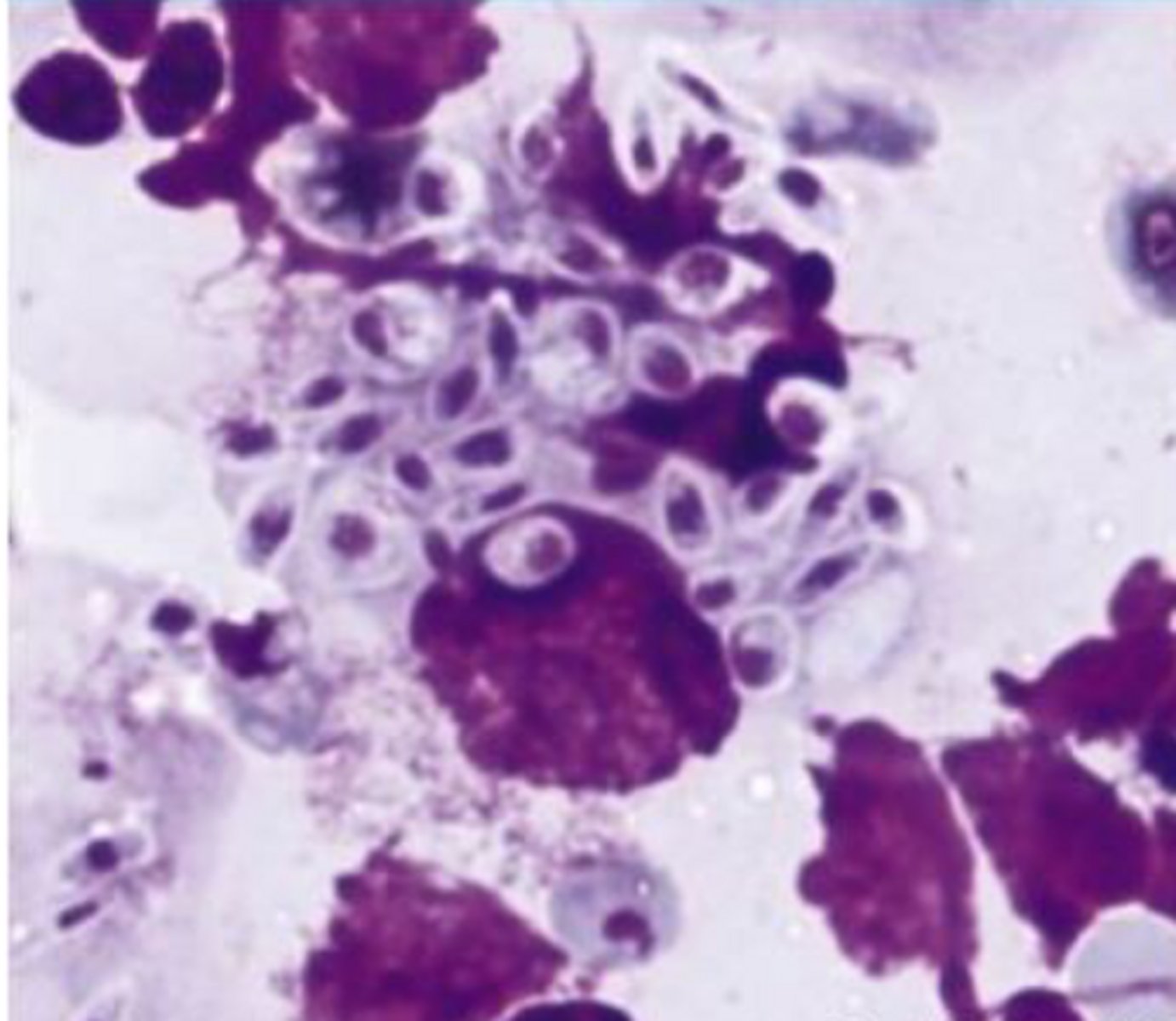 <p>Identify the organism and the size?</p>