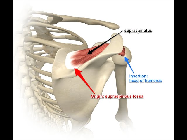 <p>Origin: Supraspinous fossa of scapula </p><p>Insertion: Greater tubercle of humerus </p>