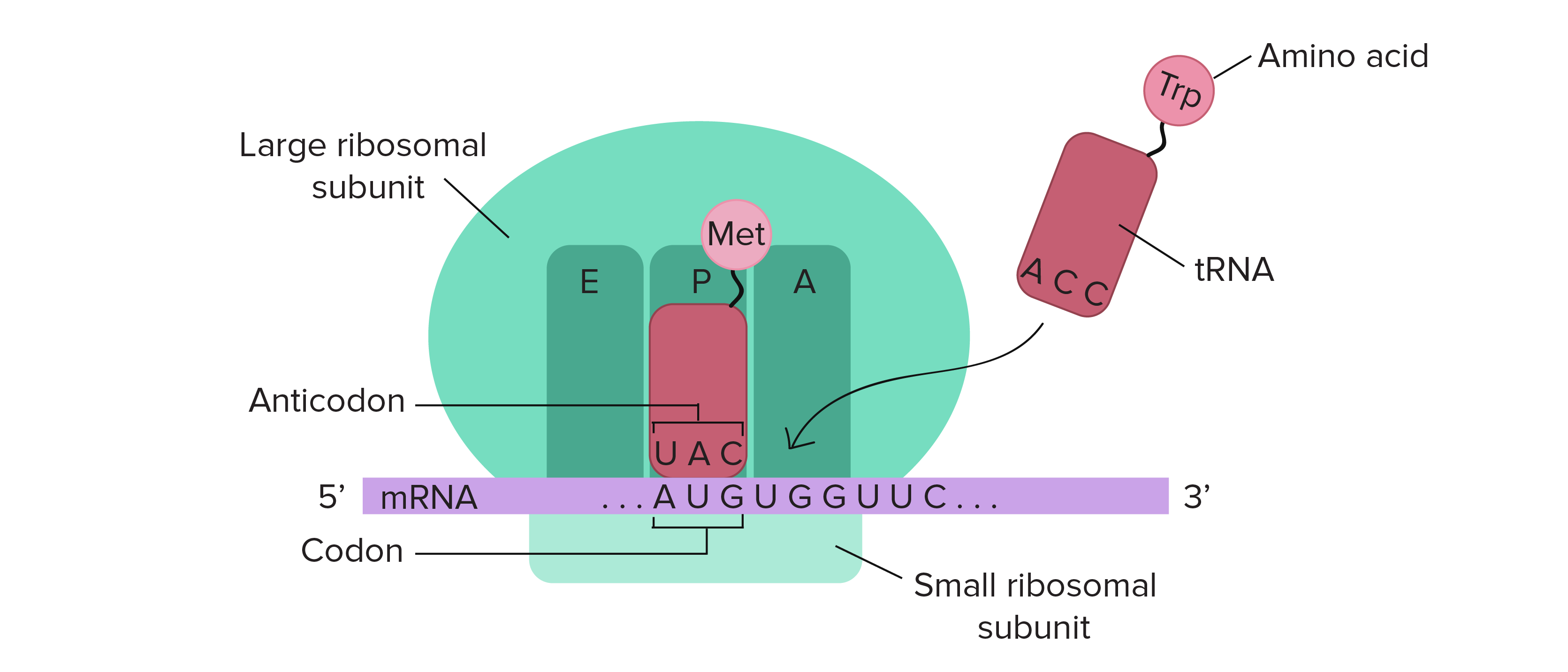 <p>Facilitated by ribosomes (comprised of large subunit and small subunit)</p><p>Synthesis of polypeptide chains from genetic information carried by RNA</p>