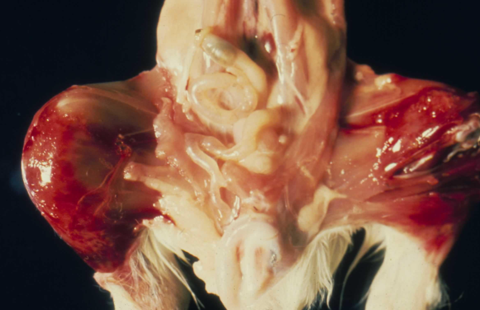 <p>You have a guinea pig on nercropsy, history of </p><ul><li><p>Lethargy, hunched posture</p></li><li><p>Stiff, painful gait with reluctance to move (suspected lameness)</p></li><li><p>Gingival hemorrhage and loose teeth</p></li><li><p>Rough coat and poor grooming</p></li><li><p>Small skin wounds that failed to heal properly</p></li></ul><p>You also see this on post-mortem examination, what is your differential diagnosis and what is the cause?</p>