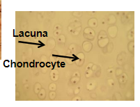 <p>structure: collagenous fibers not really visible, but chondrocytes which are cartilage producing cells are visible in the hollow spaces</p><p>function: provides support and reinforcements, also covers joint surfaces and secretes fluid (lubricates joint surface and protects the ends of the long bones)</p><p>location: covering articular surfaces, at the ends of ribs, epiphyseal plates</p>