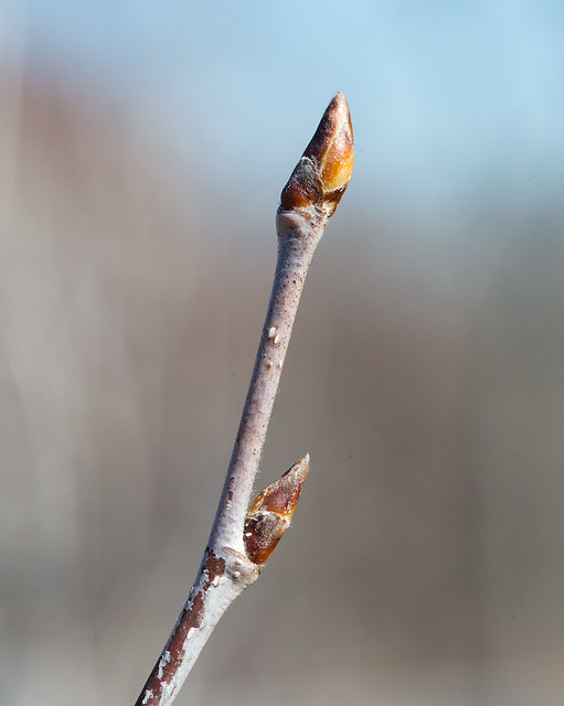 <p></p><p>Common name: Yellow birch</p><p></p><p>Genus: Betula</p><p></p><p>Species: alleghaniensis</p><p></p><p>Family: Betulaceae</p>