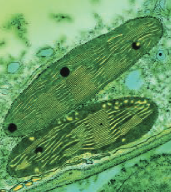 <p>produce glucose and a variety of other organic compounds by photosynthesis. sometimes contain starch grains.</p>