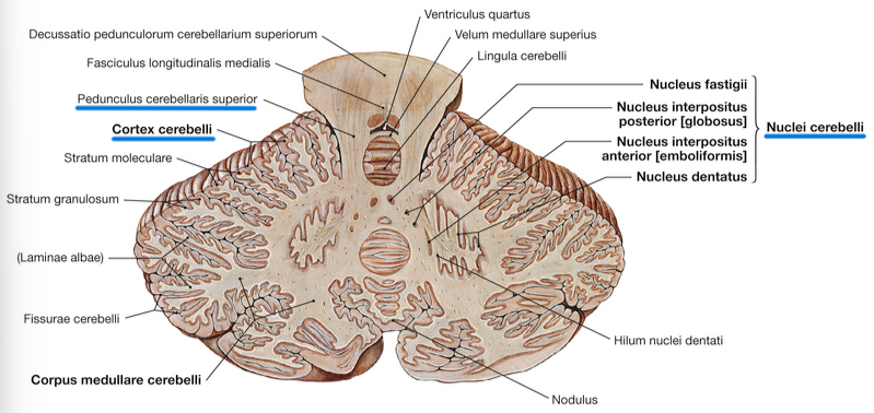 <ul><li><p><u>Pedunculi cerebellares</u>, når lillehjernebarken:</p></li><li><p><u>Cortex cerebelli</u>, og de dybereliggende intracerebellare kerner:</p></li><li><p><u>Nuclei cerebelli</u></p></li></ul><p></p>