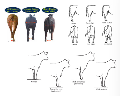 <ul><li><p>appearance</p></li><li><p>skeletal structure</p></li><li><p>muscling</p></li><li><p>fat balance</p></li><li><p>straightness of lines</p></li><li><p>structural soundness</p></li></ul><p></p>