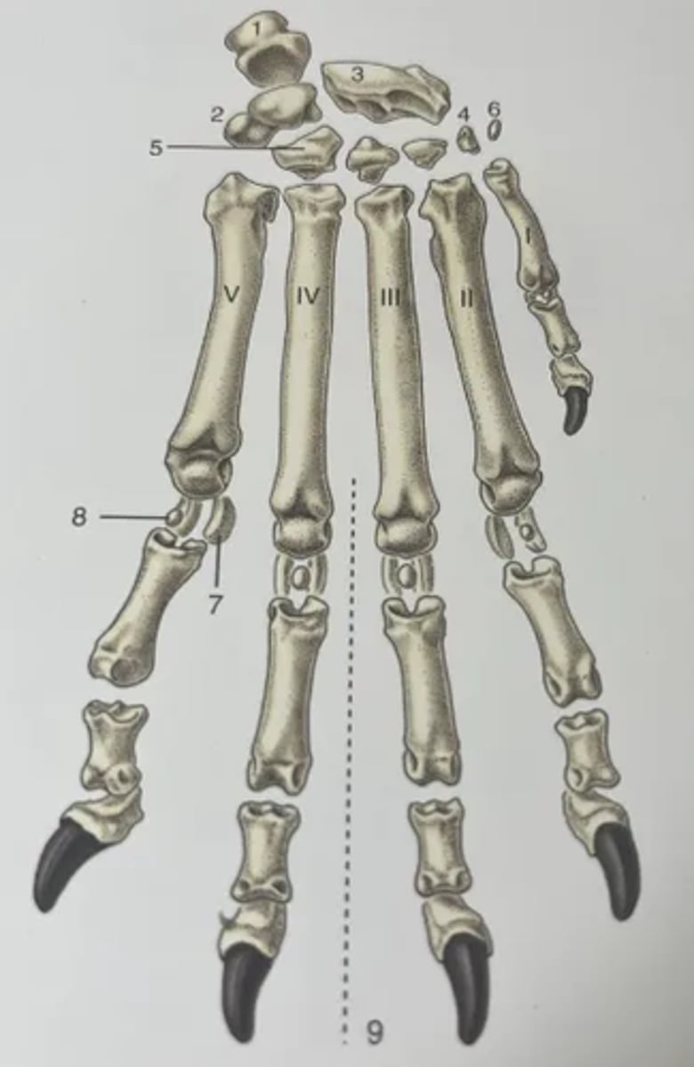 <p>1. Accessory carpal bone</p><p>2. Ulnar proximal carpal bone</p><p>3. Radial proximal carpal bone</p><p>4. 1st of the distal row of carpal bones</p><p>5. 4th of the distal row of carpal bones</p><p>6. Sesamoid bone (within tendon of flexor carpi ulnaris muscle)</p><p>7. Proximal sesamoid bones</p><p>8. Dorsal sesamoid bones</p><p>9. Axis of manus</p>