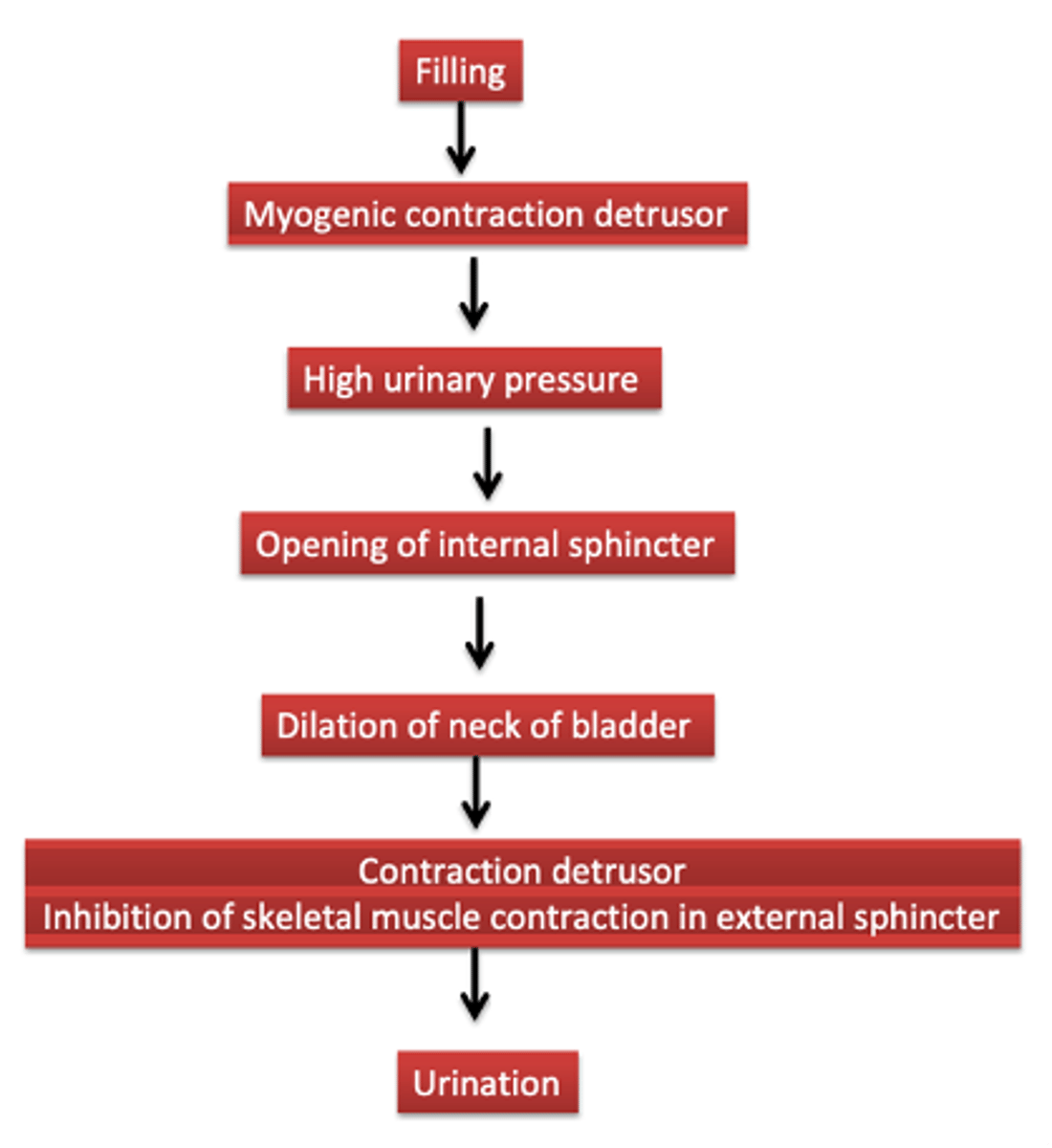 <p>- Myogenic reflex contraction of the detrusor, sensory nerves carry this info to the spinal cord, where there are two reflexes:</p><p>- Activation of parasympathetic motor nerves to the bladder</p><p>- Inhibition of the somatic motor drive to the external sphincter</p>