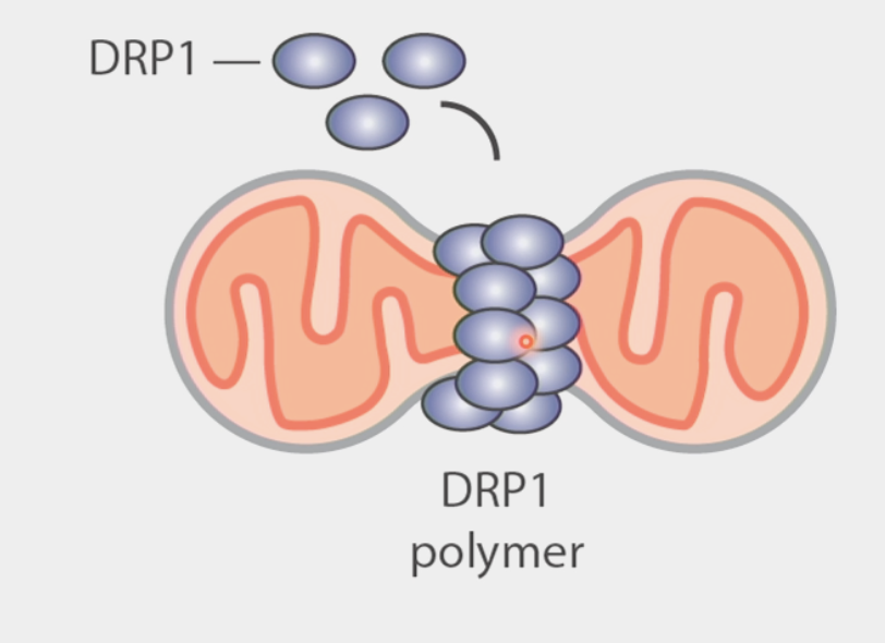 <ul><li><p><span>the process by which mitochondria divide or segregate into two separate mitochondrial organelles</span></p></li><li><p><span>GTPase called DRP1 oligamerizes in ring shape on mitochondrial membrane and squeezes it apart</span></p></li><li><p><span>mutants have </span><strong><span>opposite</span></strong><span> phenotypes to fusion</span></p></li><li><p><span>continuous and ongoing at all times</span></p></li><li><p><span>promotes </span><strong><span>equal</span></strong><span> segregation of mitochondria into daughter cells</span></p><ul><li><p>as cells enter mitosis, they <u>fragment</u> mitochondria into as many small pieces as possible</p></li><li><p>DRP1<sup>-/-</sup> cells segregate mitochondria <strong>asymmetrically</strong></p></li></ul></li><li><p>often occurs at point of<strong> Endoplasmic Reticulum-mitochondrial contact</strong></p><ul><li><p>triggers recruitment of DRP1</p></li></ul></li></ul><p></p>