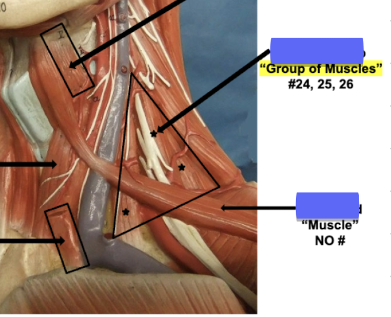 <p>Label Muscle No# </p>