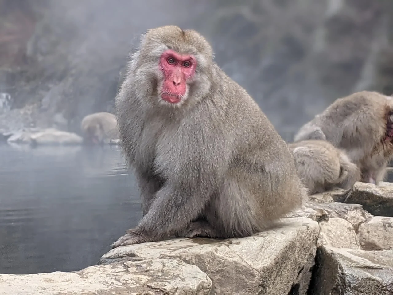 <p>macaques</p>