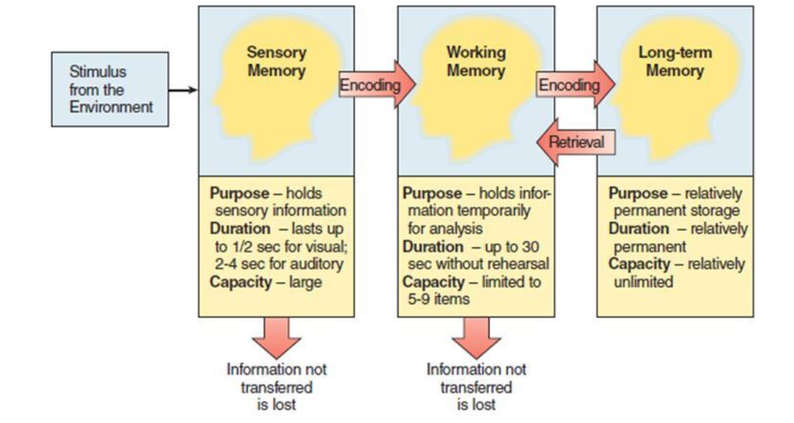 <ol><li><p>Stimulus from the environment </p></li><li><p>Sensory memory (info is not transferred is lost)</p><ul><li><p>holds sensory info </p></li><li><p>Lasts up to ½ sec for visual ; 2-4 sec for auditory </p></li><li><p>Capacity = large </p></li></ul></li><li><p>Working memory (information not transferred is lost)</p><ul><li><p>Holds info temporarily for analysis</p></li><li><p>Up to 30 sec without rehearsal </p></li><li><p>Limited 5-9 items </p></li></ul></li><li><p>Long-term memory </p><ul><li><p>Relatively permanent storage </p></li><li><p>duration is relatively permanent </p></li><li><p>capacity is relatively unlimited </p></li></ul></li></ol><p></p>