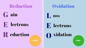 <p><span>&nbsp;Oxygen is reduced, meaning it gains electrons (and hydrogen atoms), forming water</span></p>