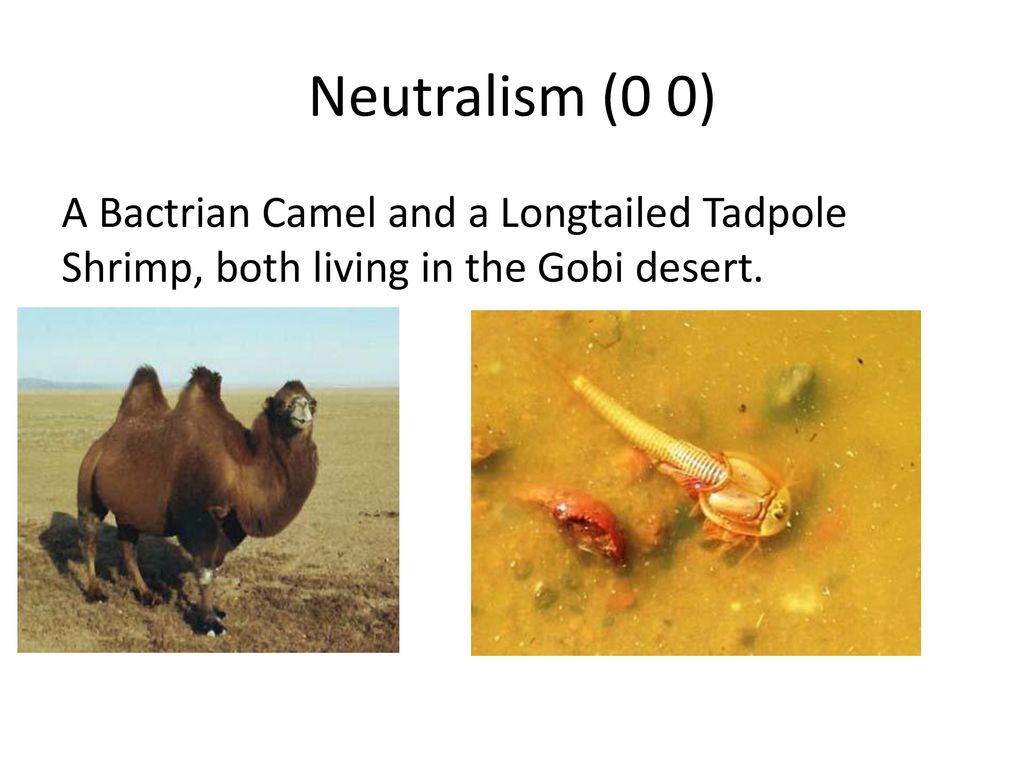 <p><span>two species that interact but do not affect each other.</span></p>