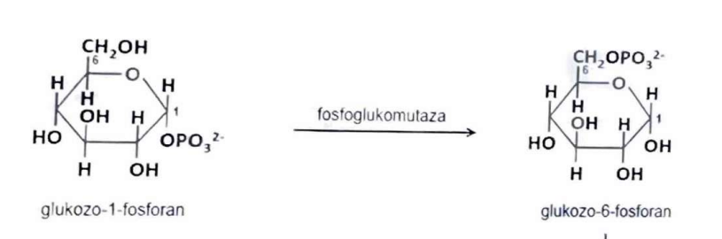 <p>(Izomerazy)</p><p>Przenosi grupę funkcyjną w obrębie tej samej cząsteczki </p>