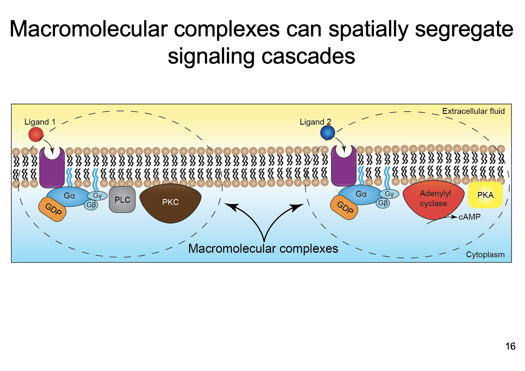 spatially segregate