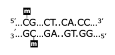 <p>CpG dinuclotides are the predominant sites of cytosine methylation (there are exceptions)</p><p>*DNA has a polar direction</p><p>*Palindromic sequence- reads the same both ways</p>