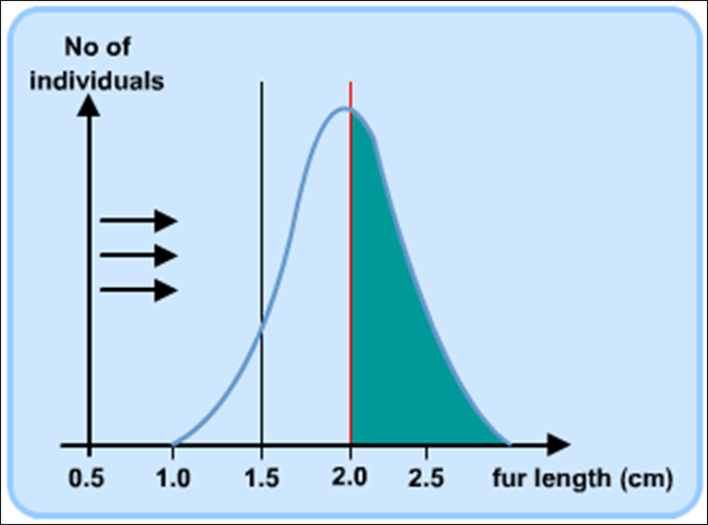 <p>temperature decreases → longer fur population increases&nbsp;becomes average </p><p>moves right&nbsp;</p>
