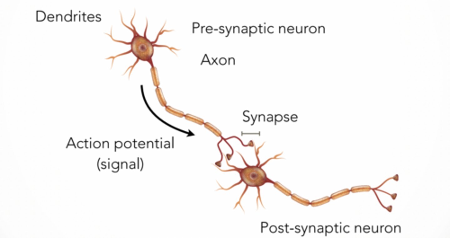 <p>What do neurons do?</p><p>Detect and response to stimuli</p><p>Carry signal from one place to another</p><p>NEURONS COMMUNICATE WITH EACH OTHER THROUGH SYNAPSES</p><p>Pre neuron → axon → synapse → post neuron</p><p>Electrical signal travels down axon</p><p>Gets converted to chemical signal at synapse</p><p>Then back to electrical in next neuron</p><p>SYNAPSE IS CONNECTION FROM NEURON TO ANOTHER CELL</p><p>Vesicles containing neurotransmitter gather at the synapse</p><p>Signal transmission across cleft (rest vs activated)</p><p>Resting nerve terminal</p><p>voltage-gated Ca²⁺ channel CLOSED</p><p>Activated nerve terminal</p><p>voltage-gated Ca²⁺ channel OPEN</p><p>arriving action potential (electrical signal)</p><p>fused synaptic vesicle</p><p>released neurotransmitter (chemical signal)</p><p>Ca²⁺ = trigger for release</p>