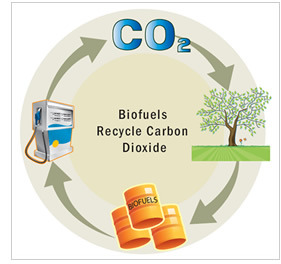 Burning bio-fuels can be considered a carbon neutral process because it releases the same amount of carbon dioxide into the atmosphere as the crops absorbed for photosynthesis when they were growing