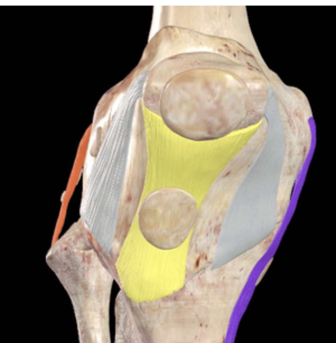 <p>what is on top of the yellow ligament</p>