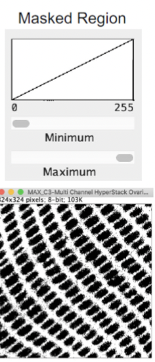<p>Thresholding creates a "_____" where values not within the threshold limts. A ______ image has a color within the defined limits and another color representing pixels outside the limits</p>