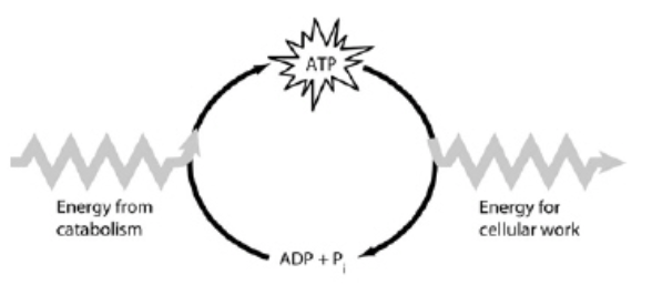 <p>W<span>hich of the following is the most correct interpretation of the figure?</span></p>