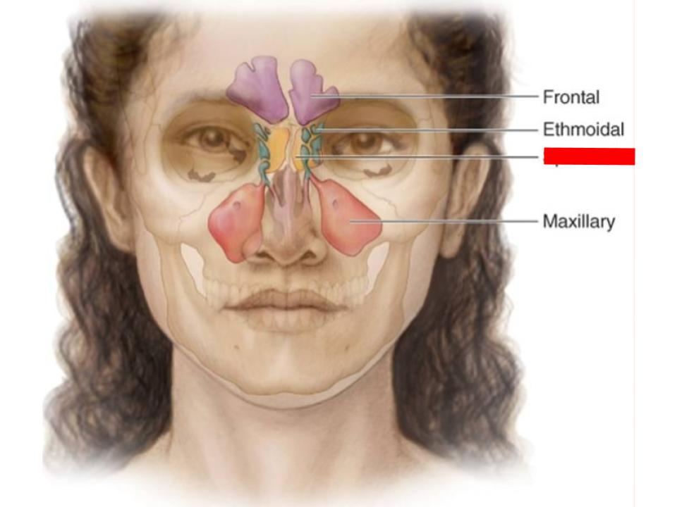 <p>paranasal sinuses</p>