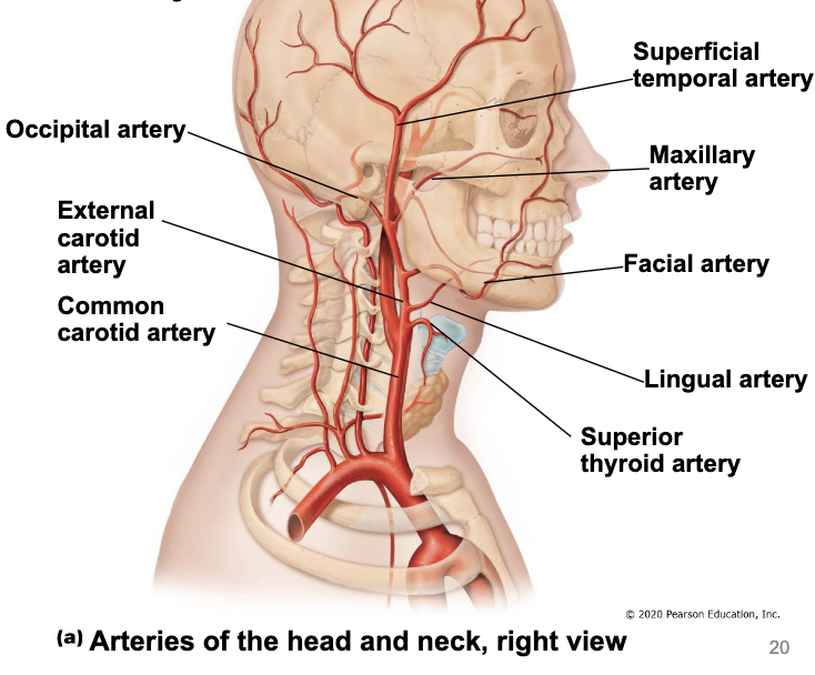<ul><li><p><u>superior thyroid a.</u> - supply thyroid gland</p></li><li><p><u>lingual a.</u> - supply tongue</p></li><li><p><u>facial a.</u> - supply face</p></li><li><p><u>occipital a. </u>- supply back of head</p></li><li><p><u>maxillary a. </u>- supply muscles of mastication and teeth</p></li><li><p><u>superficial temporal a.</u> - supply scalp</p></li></ul><p></p>