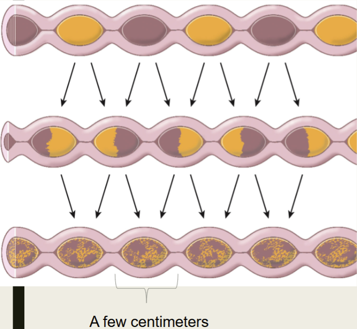 <p>segmentation <mark data-color="yellow" style="background-color: yellow; color: inherit">both mixes &amp; slowly propels</mark> chyme</p><ul><li><p>oscillating ring-like contractions of circular smooth muscle</p></li><li><p>initiated by basic electrical rhythm (BER) periodically reaching threshold</p></li><li><p>frequently declines along the length of the small intestine, <u>facilitating forward progress</u></p></li></ul><p></p>