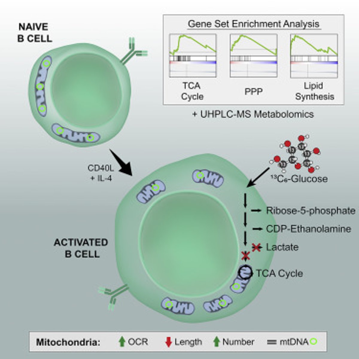 <p>(B) Naive B-Cells</p><p>Naive B-Cells are the B cells that have not been activated or exposed to antigens yet, and can proliferate into Plasma and Memory B Cells.</p>