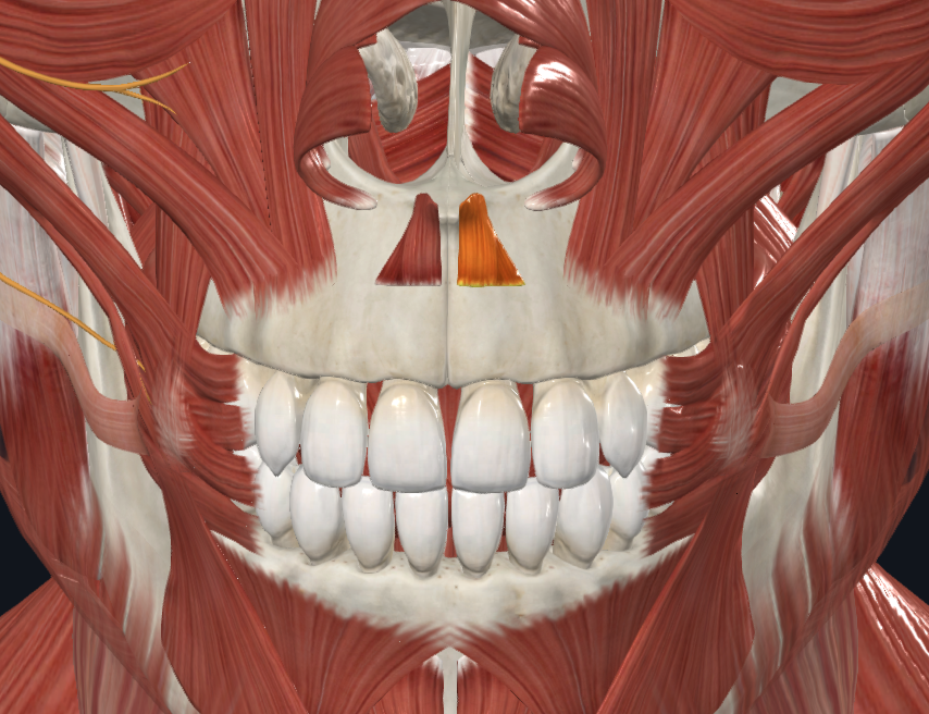 <p>m. depressor septi</p>