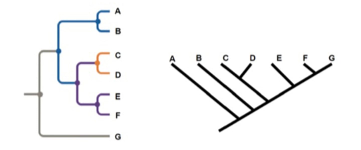 <p>They are currently living and exist at the tip of the branches</p>