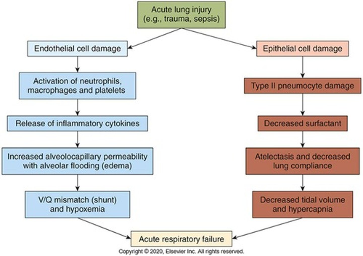 <p>Acute lung injury and inflammation of the alveolocapillary membrane; most severe form of acute lung injury.</p>