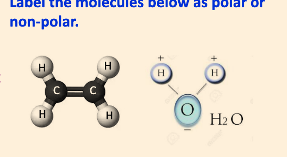 is H20 polar? 