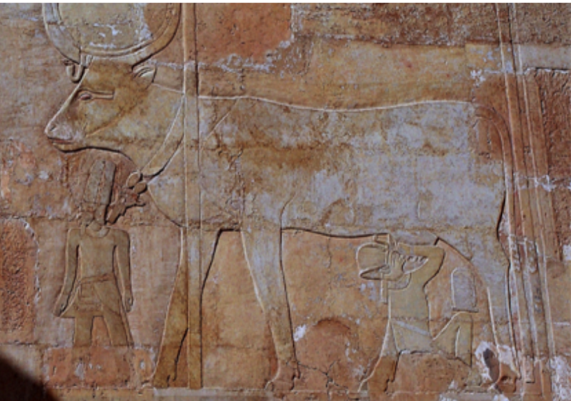 <p>Hathor cow</p>